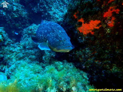 A Epinephelus marginatus