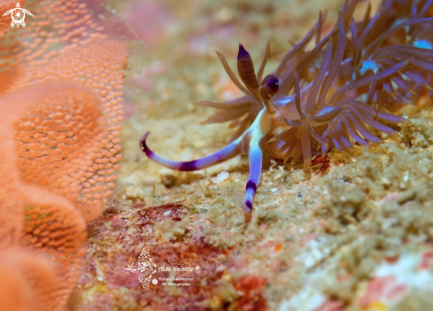 A Blue Dragon Nudibranch