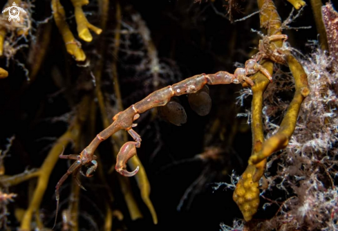 A Ghost shrimp