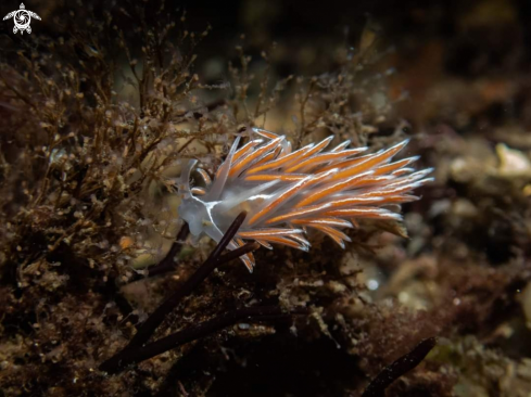 A Fjordia lineata | Linjeborstnuding 