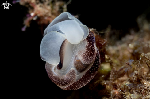 A Chelidonura amoena