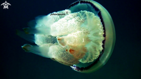 A Rhizostoma pulmo