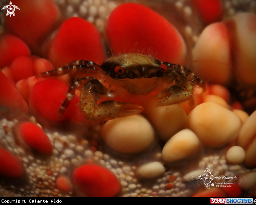 A Starfish Crab