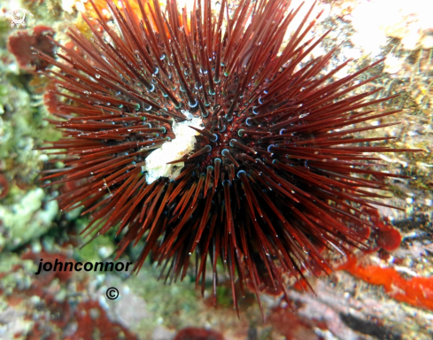 A underwater creature