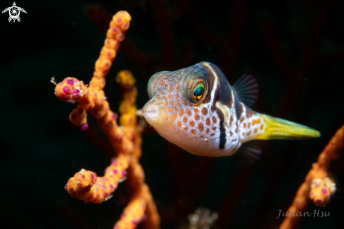 A Saddled Pufferfish