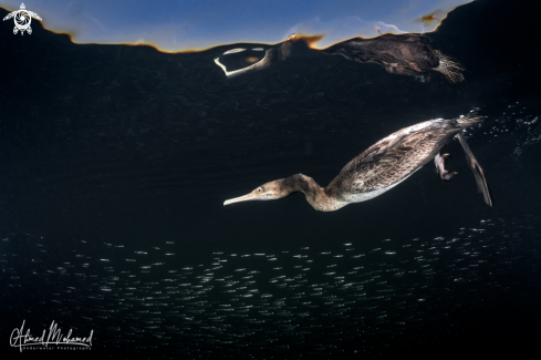 A Socatra Cormorant 