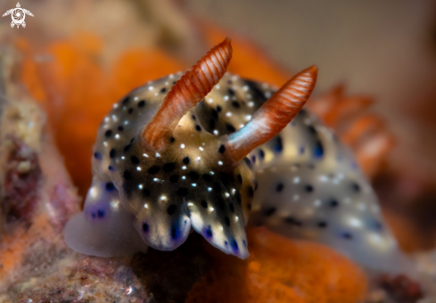 A Hypselodoris infucata (Rüppell & Leuckart, 1830) | Hypselodoris Nudibranch