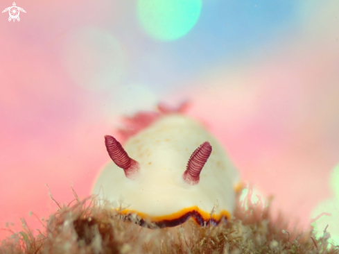 Nudibranch