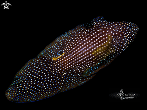A Calloplesiops altivelis (Steindachner, 1903) | Comet Fish