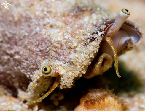 A Sea Snail
