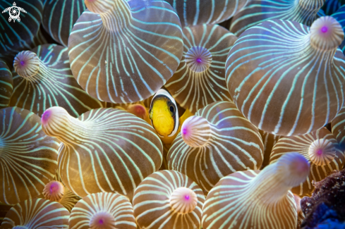 Anemonefish