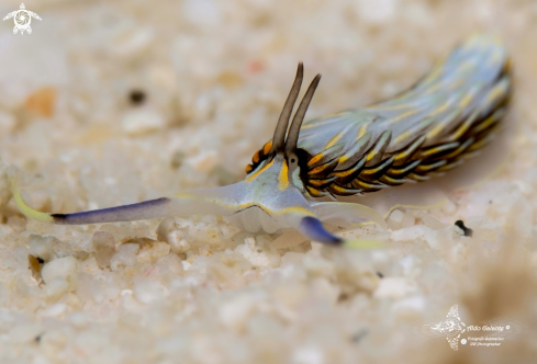 A Cerberilla sp. | Cerberilla Nudibranch