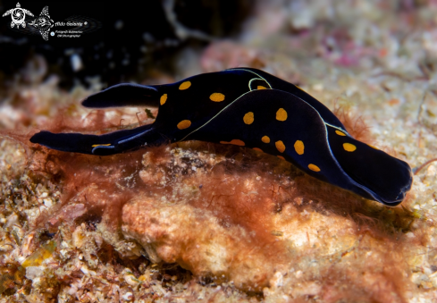 A Chelidonura punctata Eliot, 1903 | Headshield Sea Slug