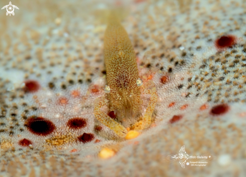 A Zenopontonia soror (Nobili, 1904)  | Starfish Shrimp