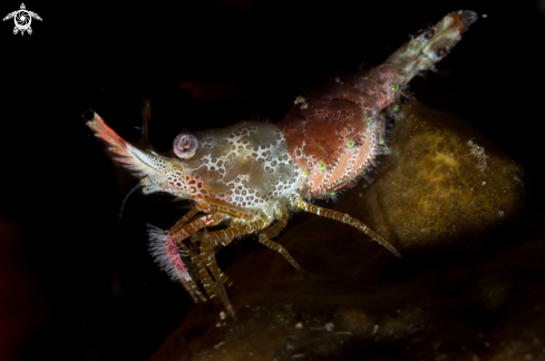 A Marbled shrimp