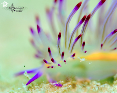 Flabellina Nudibranch