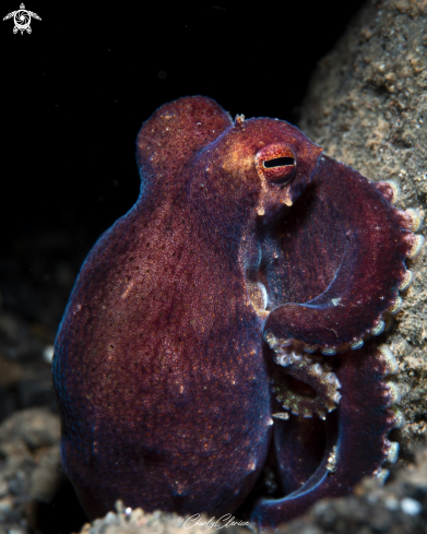 The Coconut Octopus