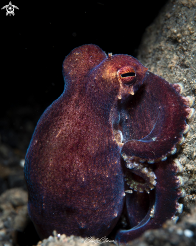 A Amphioctopus marginatus | Coconut Octopus