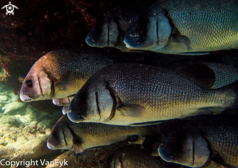 A underwater creature