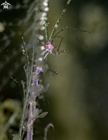 A Skeleton shrimp