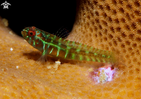 A Eviota punctulata Jewett & Lachner, 1983 | Goby