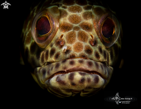 A Epinephelus merra Bloch, 1793 | Honeycomb Grouper
