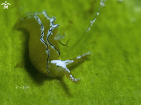 A Elysia subornata :) | Elysia subornata