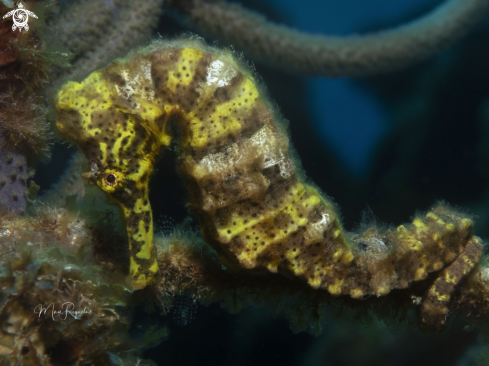 A Longsnout Seahorse