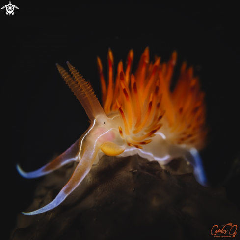 A Dondice Banyulensis | Nudibranch