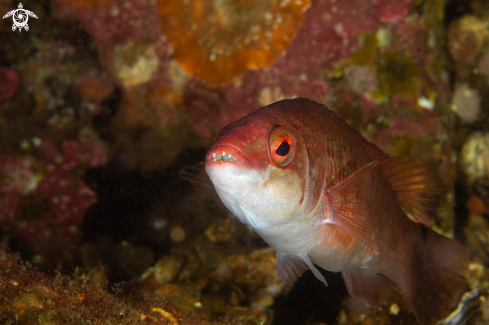 A Ctenolabrus rupestris | Goldsinny wrasse