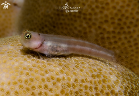 A Lubbock's Coralblenny