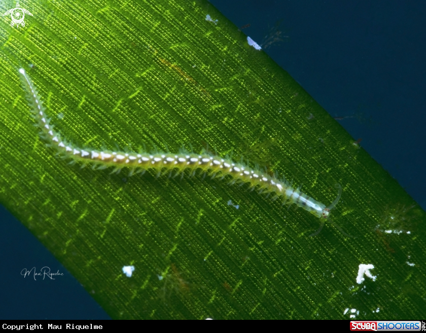 A Polychaeta worm