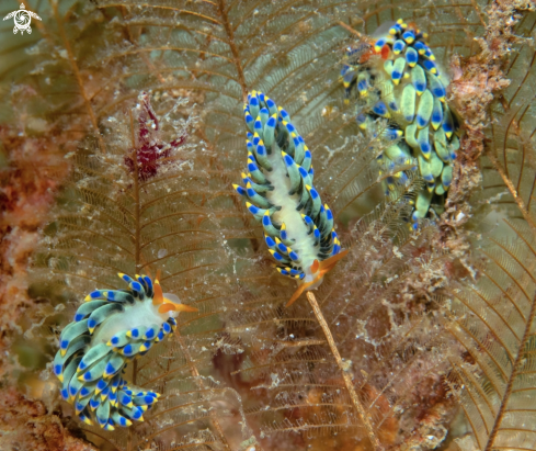 A Trinchesia sp. | Trinchesia Seaslug