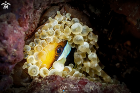 A  Clark's anemonefish - Clownfish