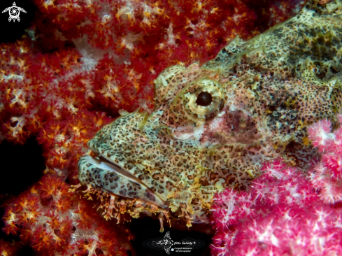 A Scorpionfish