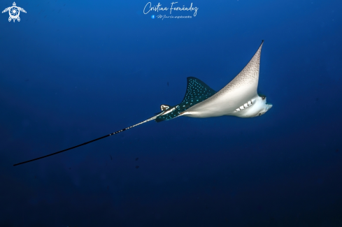 A Eagle ray