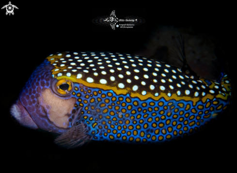 A Whitespotted Boxfish