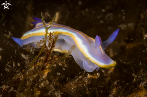 A Felimida Khroni nudibranch | Felimida Khroni nudibranch