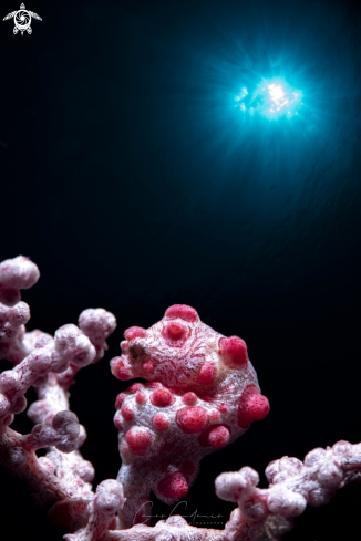 A Pygmy Seahorse