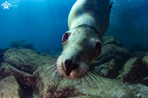 A Sea Lion