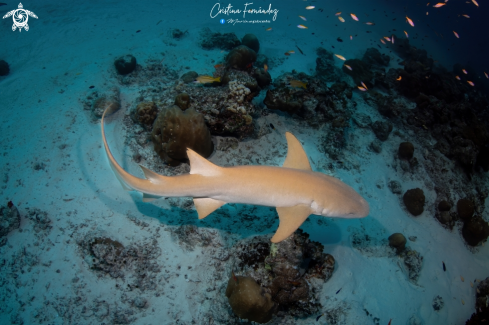 A Nurse shark