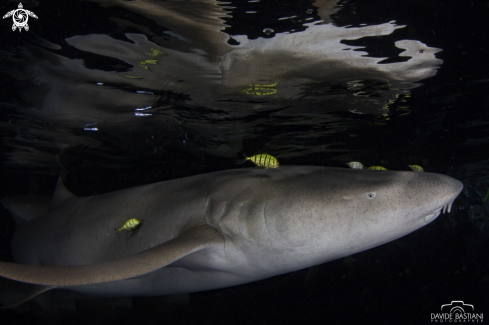 A Nurse Shark