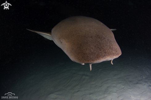 A Nurse Shark