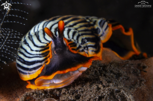 A Nudibranch