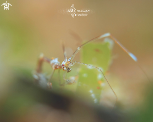 A Caprella sp. | Skeleton Shrimp