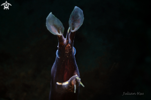 A Ribbon eel