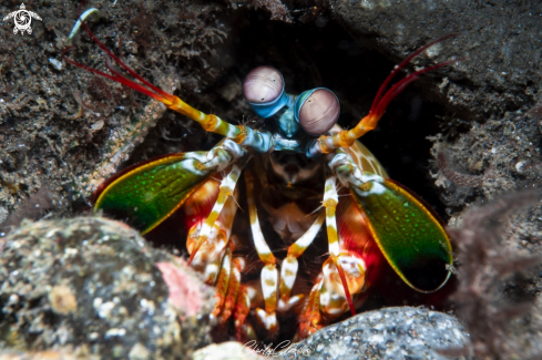 A Odontodactylus scyllarus | Peacock Mantis Shrimp