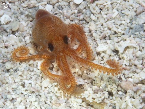 A Octopus joubini | Atlantic Pygmy Octopus
