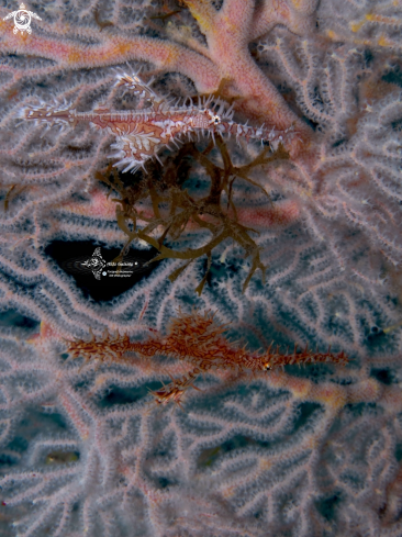 A Solenostomus paradoxus (Pallas, 1770) | Ghost Pipe Fish