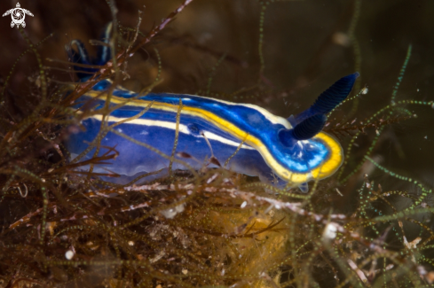 A Hypselodoris tricolor nudibranch | Hypselodoris tricolor nudibranch